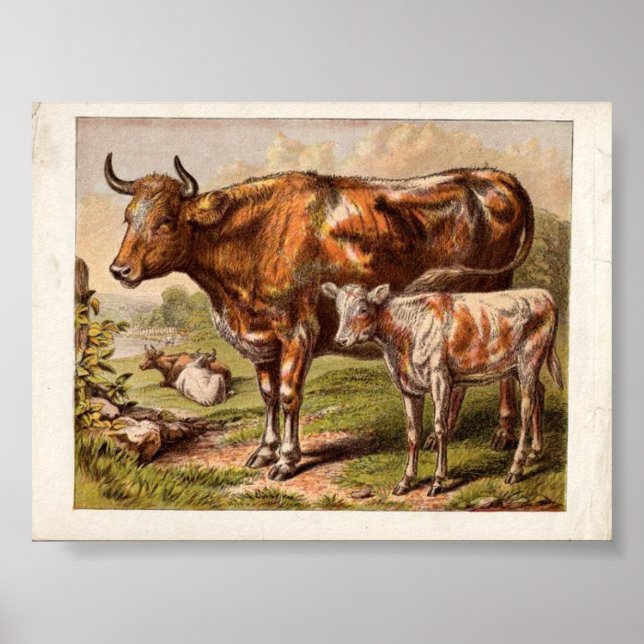 Vintage Cows Poster (Framsidan)