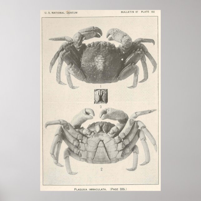 Vintage Crab Anatomy Photograph (1918) Poster (Framsidan)