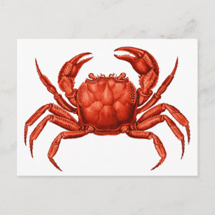 Vintage Crab-design Vykort