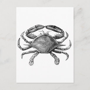 Vintage Crab Teckning Vykort