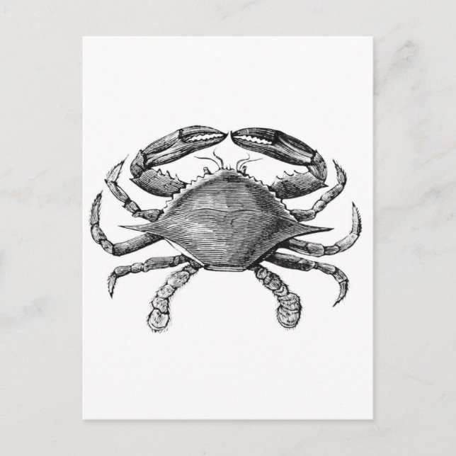 Vintage Crab Teckning Vykort (Framsida)