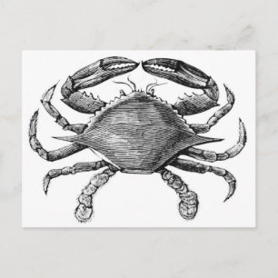 Vintage Crab Teckning Vykort