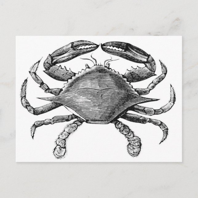 Vintage Crab Teckning Vykort (Framsida)