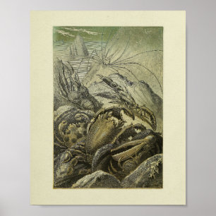 Vintage Crabs Illustration Färg Art Print Poster