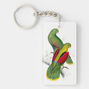 Vintage Crimson Winged Parakeet