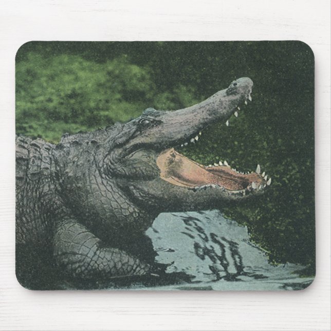 Vintage Crokodile Reptiles, Marine Animal Life Musmatta (Framsidan)