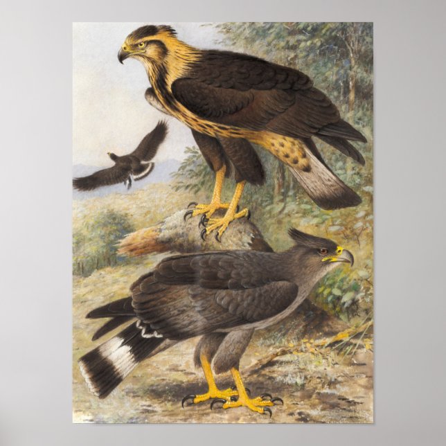 Vintage Crowned Eagle Poster (Framsidan)