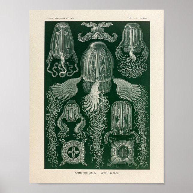 Vintage Cubomedusae Färg Ernst Haeckel Art Print Poster (Framsidan)