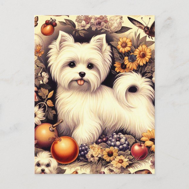 Vintage Cute Maltese Vykort (Framsida)
