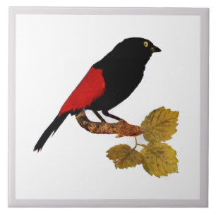Vintage Cute Red Bright Colorful Bird and Foliage Kakelplatta