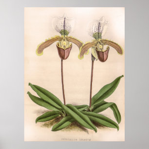 Vintage Cypripedium Orchid Flower Poster