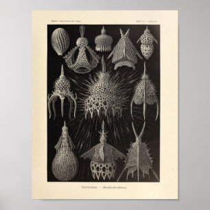 Vintage Cyrtoidé Färg Ernst Haeckel Skriv ut Poster