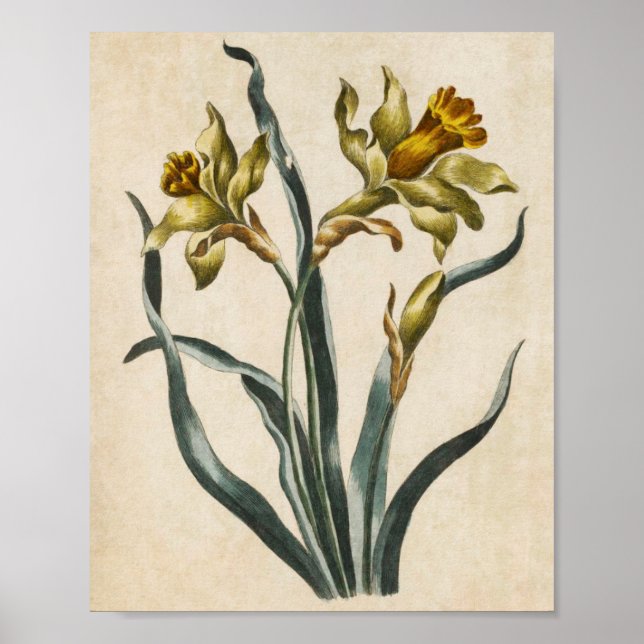 Vintage Daffodil-utskrift av botanisk Blommigt Poster (Framsidan)