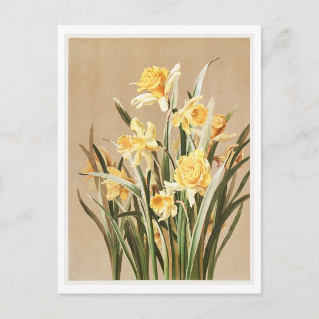 Vintage Daffodil vykort (Framsida)
