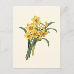 Vintage Daffodils vykort