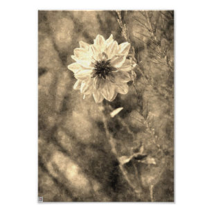 Vintage Dahlia Fototryck