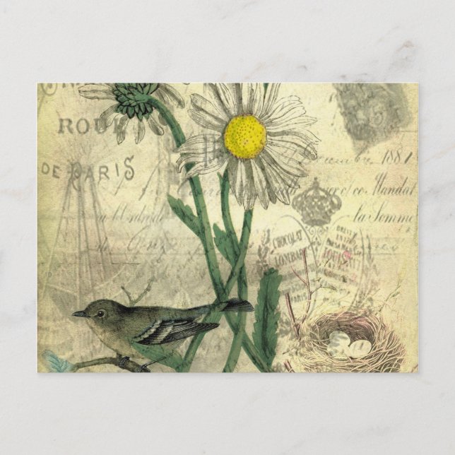 Vintage daisies postcard vykort (Framsida)