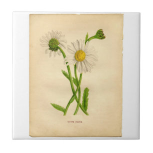 Vintage Daisy Botanicals Illustrations Kakelplatta