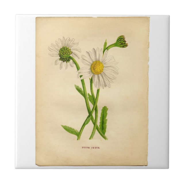 Vintage Daisy Botanicals Illustrations Kakelplatta (Framsidan)
