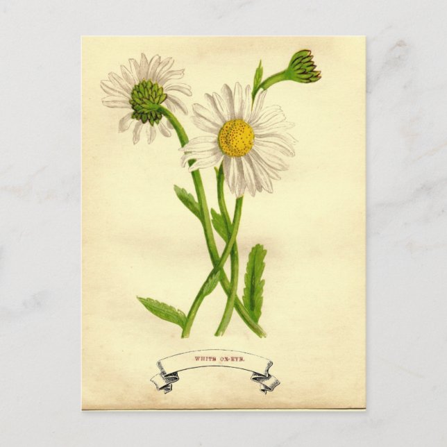 Vintage Daisy botaniskt illustration Vykort (Framsida)