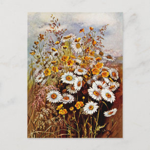 Vintage Daisy Buttercup Vilda Blommor Vykort