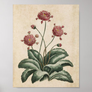 Vintage Daisy för botaniska Blommigtar Poster
