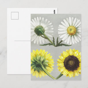 Vintage Daisy Solblomma Botanisk Blomma Konst Vykort