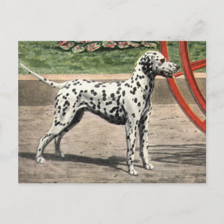 Vintage Dalmatien Bild Vykort