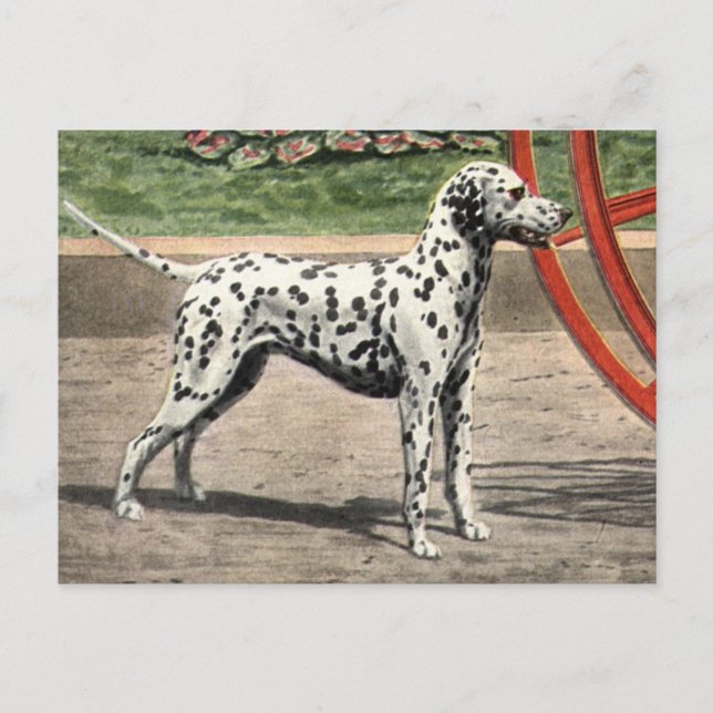 Vintage Dalmatien Bild Vykort (Framsida)
