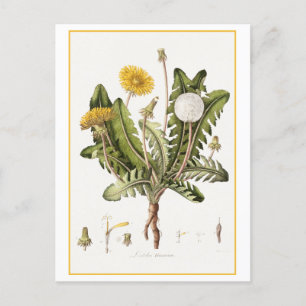 Vintage Dandelion Botanical Illustration Vykort