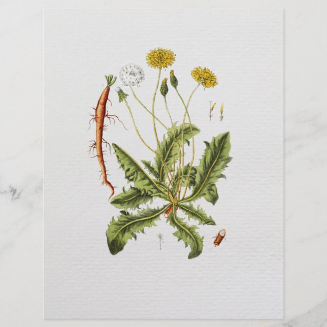 Vintage Dandelion Illustration Flyer (Framsidan)