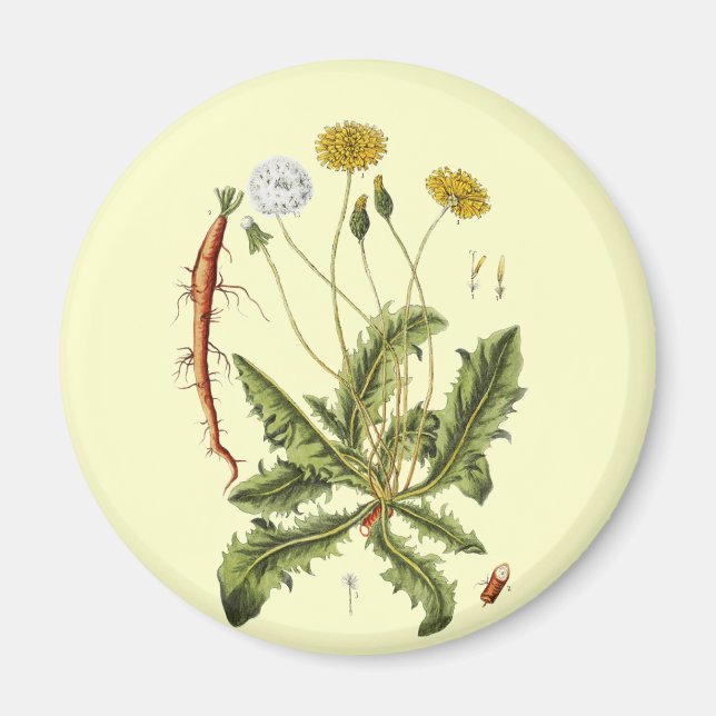 Vintage Dandelion Illustration Magnet (Framsidan)