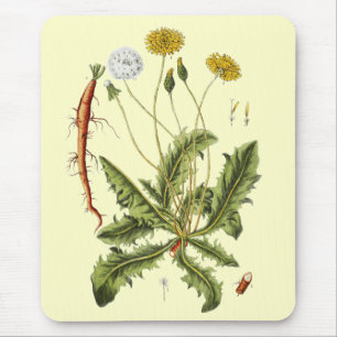 Vintage Dandelion Illustration Musmatta