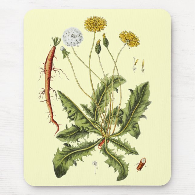 Vintage Dandelion Illustration Musmatta (Framsidan)