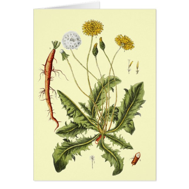 Vintage Dandelion Illustration OBS Kort (Framsidan)