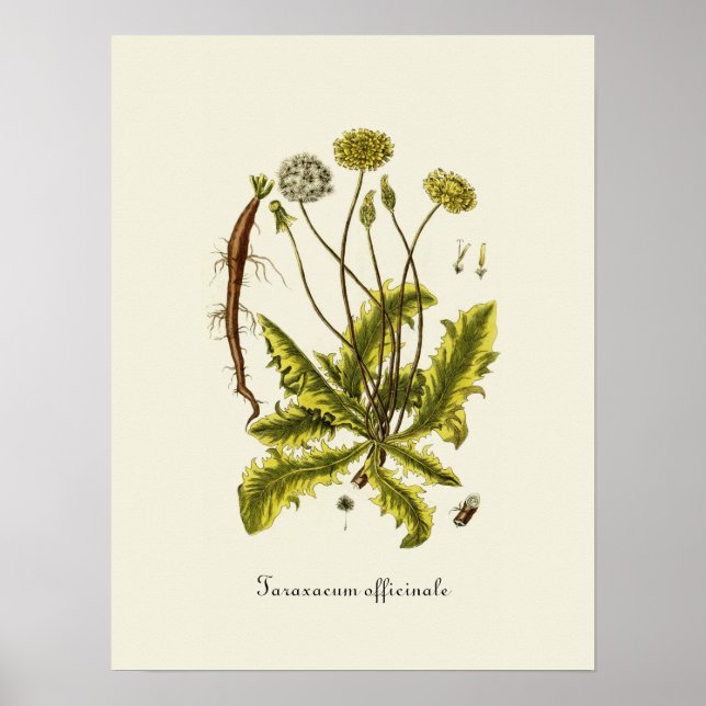 Vintage Dandelion Illustration Poster (Framsidan)