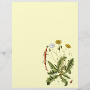 Vintage Dandelion Illustration Reklamblad