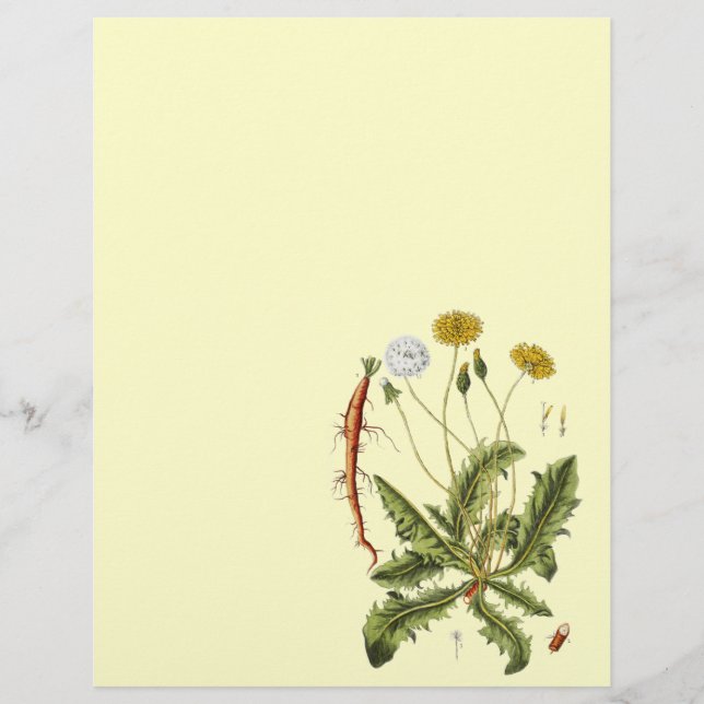 Vintage Dandelion Illustration Reklamblad (Framsidan)