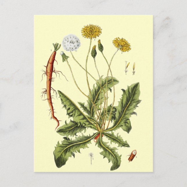 Vintage Dandelion Illustration Vykort (Framsida)
