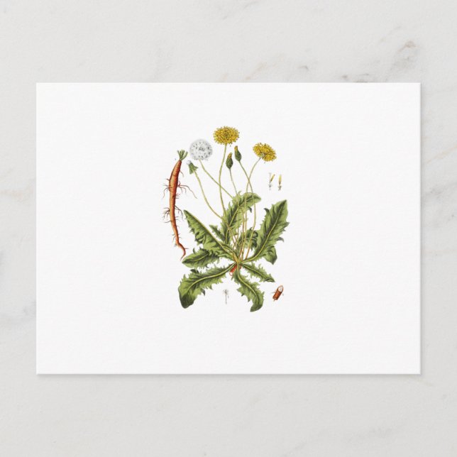 Vintage Dandelion Illustration Vykort (Framsida)