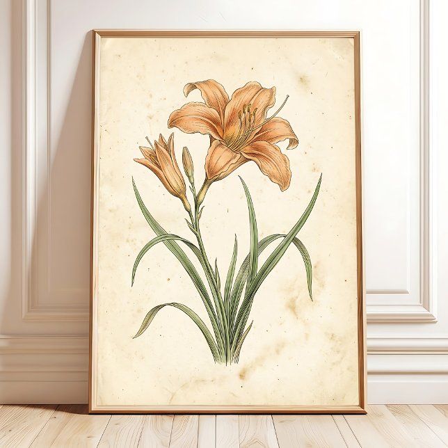 Vintage Daylily Botanisk Canvas Konsttryck Poster (Skapare uppladdad)