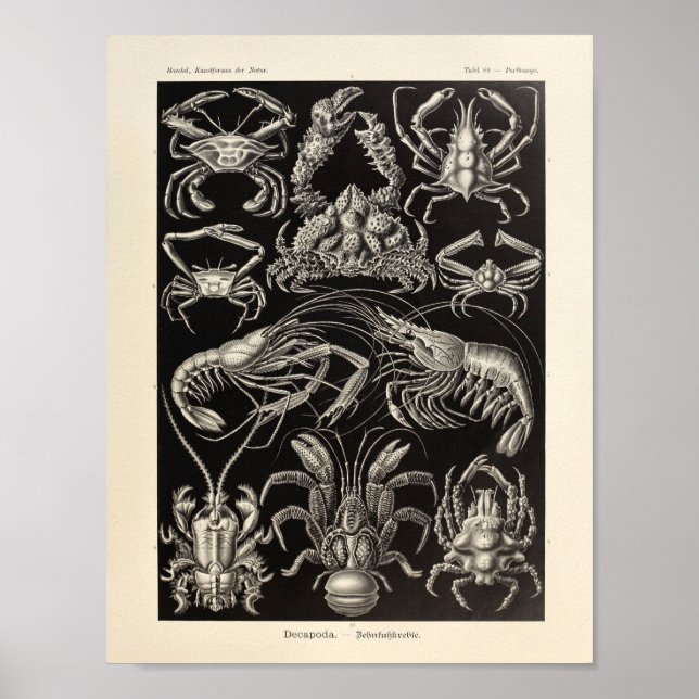 Vintage Decapoda Ernst Haeckel Art Print Poster (Framsidan)