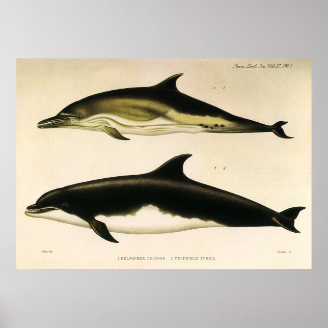 Vintage delfiner, marina däggdjur djur  poster (Framsidan)