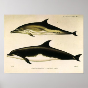 Vintage delfiner, marina däggdjur djur poster