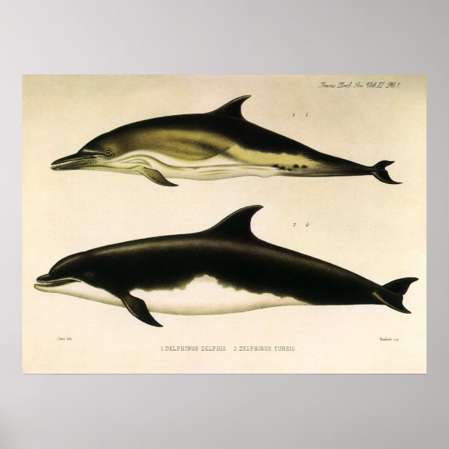 Vintage delfiner, marina däggdjur djur  poster (Framsidan)