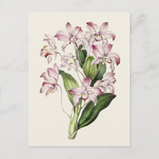 Vintage Dendrobium Flower Illustration Vykort