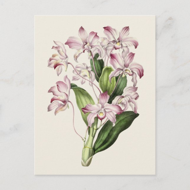 Vintage Dendrobium Flower Illustration Vykort (Framsida)