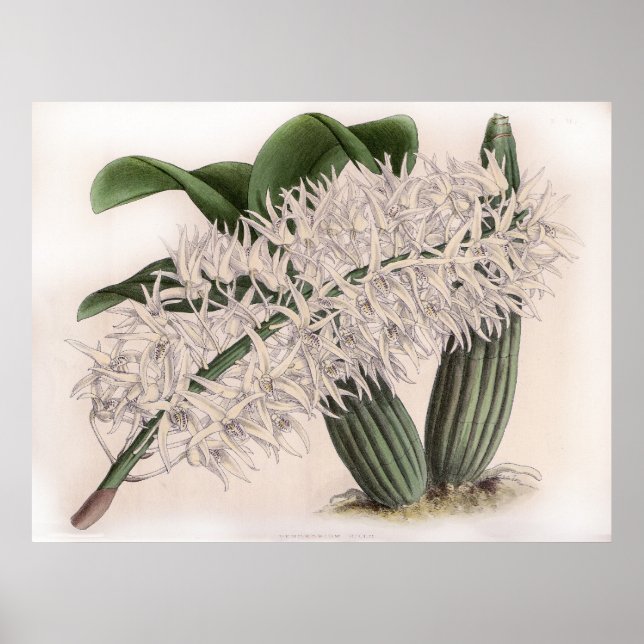 Vintage Dendrobium hillii Orchid Flower Poster (Framsidan)