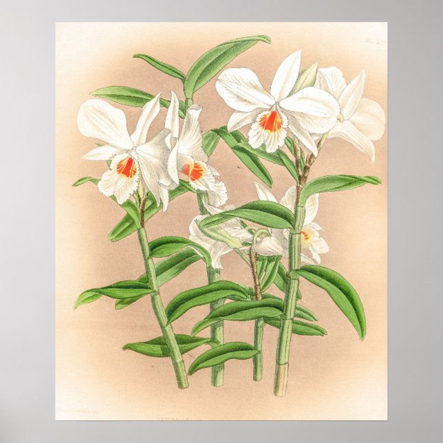 Vintage Dendrobium Jamesianum Orchid Flower Poster (Framsidan)