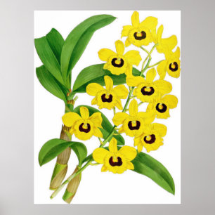 Vintage Dendrobium suavissimum Orchid Flower Poster